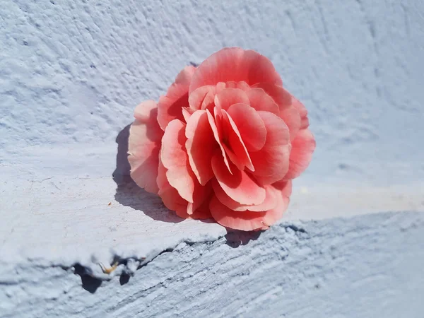 Begonia Rosa Flor Fresca Vívida Para Fundo — Fotografia de Stock
