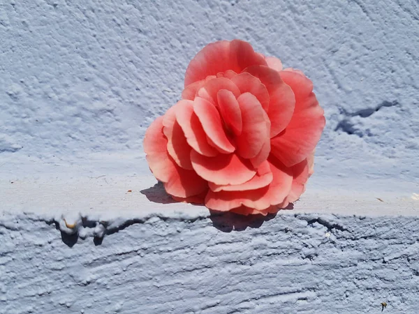 Begonia Rosa Flor Fresca Vívida Para Fondo — Foto de Stock