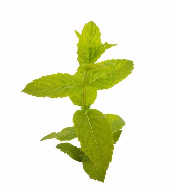 Arka planda izole edilmiş bir dalda taze taze nane yaprakları