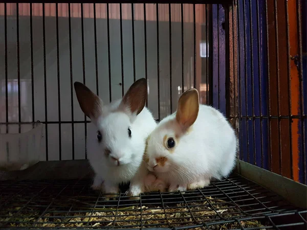 rabbits 2 two  in a cage of  pet shop