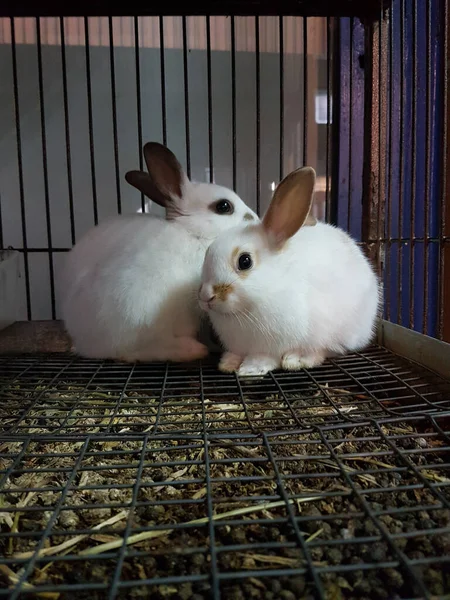 Conigli Due Una Gabbia Negozio Animali Domestici — Foto Stock