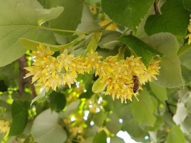 Yaz mevsiminde bitki yetiştirmek için en iyi çiçek ve yapraklar ağaçta bulunur.