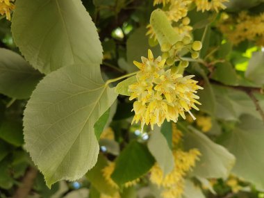 Yaz mevsiminde bitki yetiştirmek için en iyi çiçek ve yapraklar ağaçta bulunur.