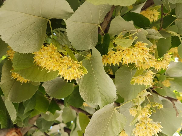 Tilia Kwiaty Liście Drzewie Sezonie Letnim Najlepiej Herbaty Zioła Drzewa — Zdjęcie stockowe