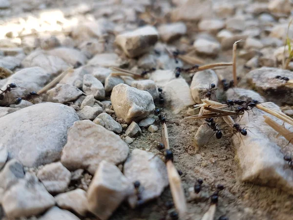 Semut Jalan Bekerja Membawa Benih — Stok Foto