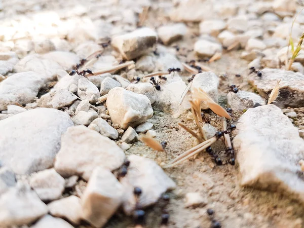Semut Bekerja Keras Mengantarkan Barang Barang Sarang Mereka Melalui Jalan — Stok Foto