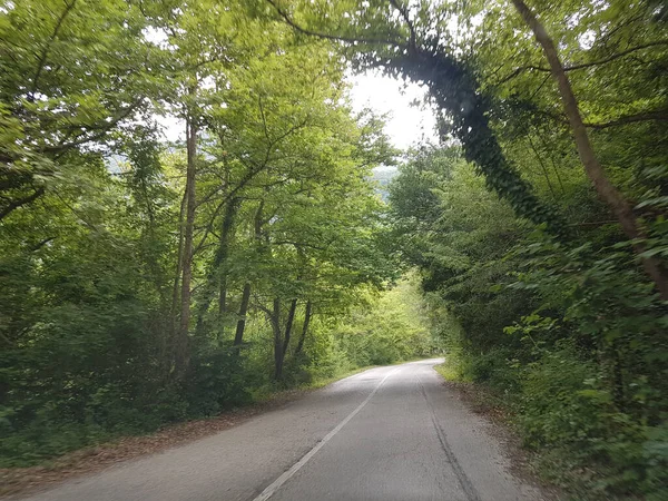 green tunnel of trees in Aristi village river Voidomatis greece in summer season