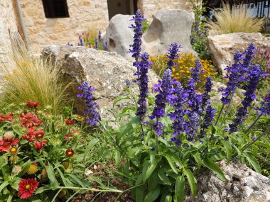 Doğal ortamda olduğu gibi taşlı bir ev için tasarlanmış kır çiçekleri bahçesi.