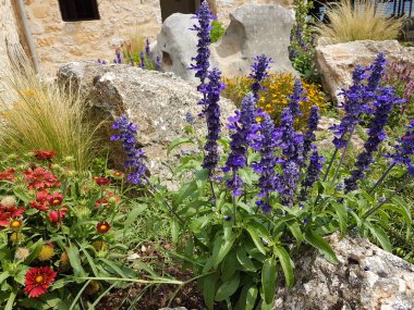 Doğal ortamda olduğu gibi taşlı bir ev için tasarlanmış kır çiçekleri bahçesi.