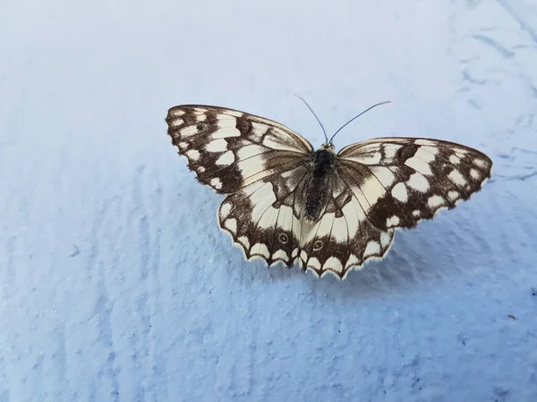 Mariposa Blanco Negro Cerca Pared Azul Pie —  Fotos de Stock