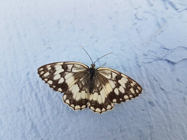 Mariposa Blanco Negro Cerca Pared Azul Pie —  Fotos de Stock