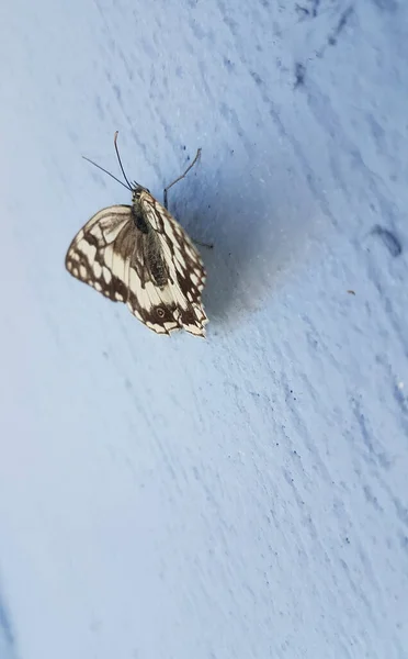 Mariposa Blanco Negro Cerca Pared Azul Pie —  Fotos de Stock