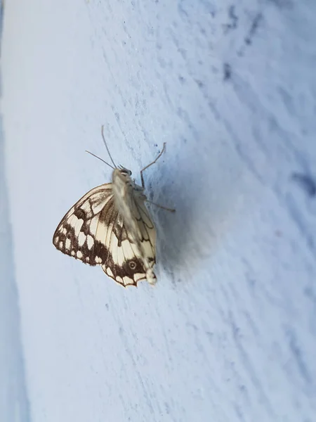 Motýl Bílá Černá Zblízka Modré Zdi Stojící — Stock fotografie