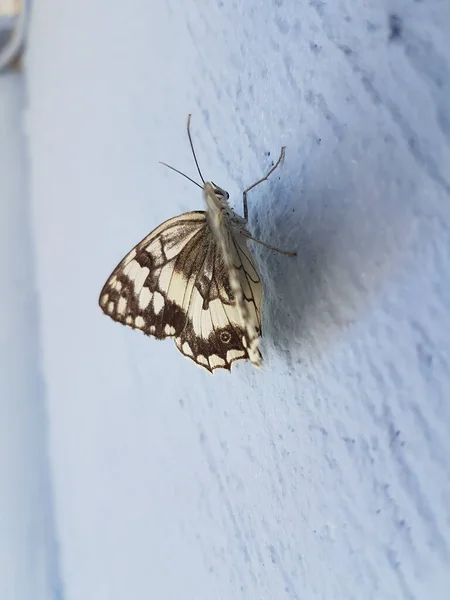 Mariposa Blanco Negro Cerca Pared Azul Pie —  Fotos de Stock