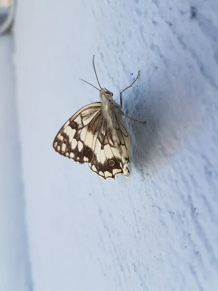 Mariposa Blanco Negro Cerca Pared Azul Pie —  Fotos de Stock