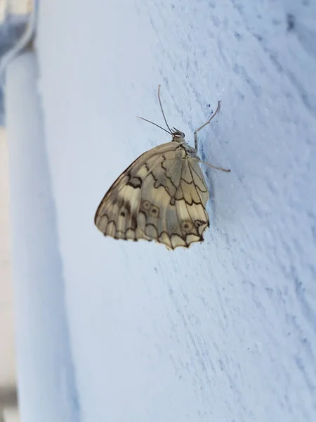 Mariposa Blanco Negro Cerca Pared Azul Pie —  Fotos de Stock