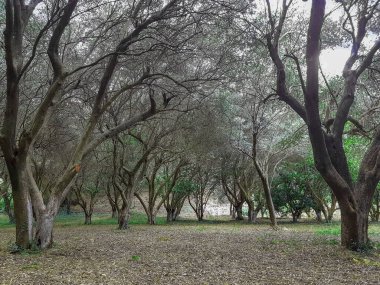 Zeytin ağaçları orman zeytin tarımı geçmişi