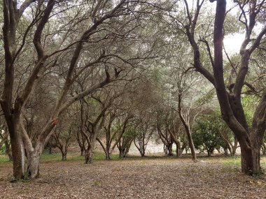 Zeytin ağaçları orman zeytin tarımı geçmişi