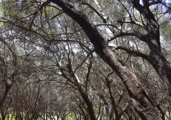 Olivos Bosque Aceitunas Agricaltura Fondo — Foto de Stock