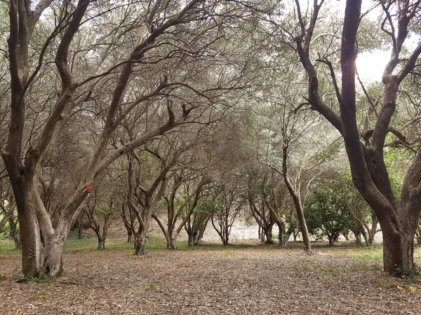 Olivos Bosque Aceitunas Agricaltura Fondo —  Fotos de Stock