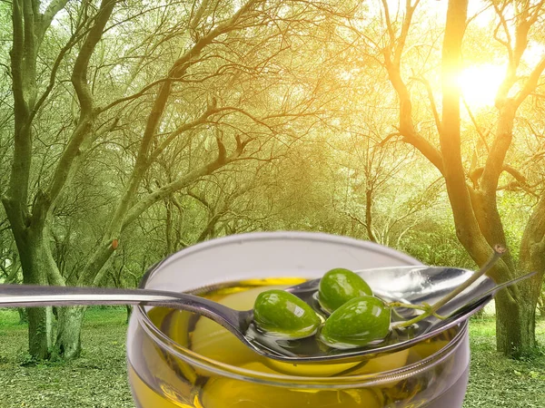 olive trees forest sun among  olives agricalture background