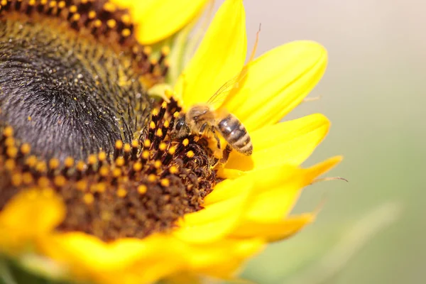 Pszczoły Słonecznikowym Kwiatku Zbierające Miód Sezonie Letnim Makro Fotografie — Zdjęcie stockowe
