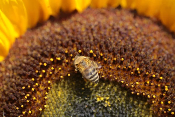 Бджоли Соняшнику Збирають Мед Літній Сезон Макрофотографія — стокове фото