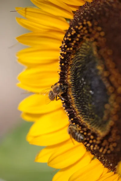 Api Fiore Girasole Raccolta Miele Nella Stagione Estiva Macro Fotografia — Foto Stock