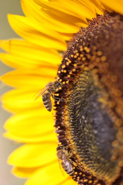 Bee Bees Sunflower Flower Collecting Honey Summer Season Macro Photography — Stock Photo, Image