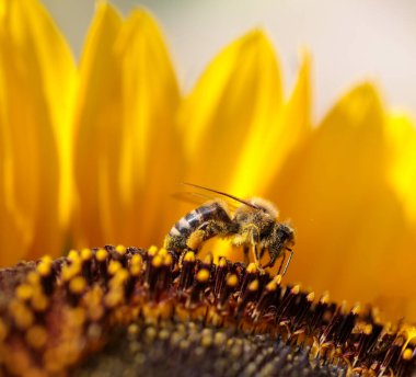 Yaz mevsiminde makro fotoğrafçılıkta bal toplayan ayçiçeği üzerindeki arılar.