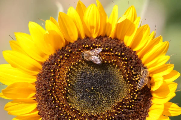 Pszczoły Słonecznikowym Kwiatku Zbierające Miód Sezonie Letnim Makro Fotografie — Zdjęcie stockowe