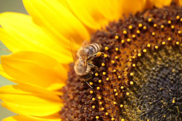 bee bees on sunflower  flower collecting honey in summer season macro photography