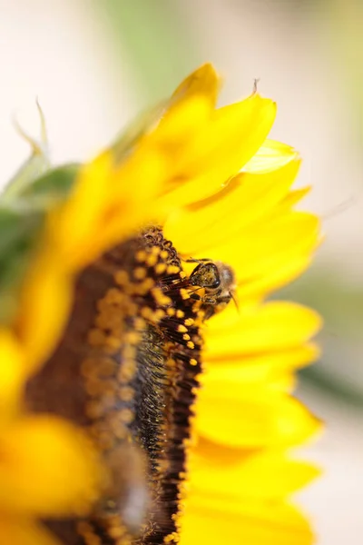 Abejas Flor Girasol Recogiendo Miel Temporada Verano Macro Fotografía — Foto de Stock