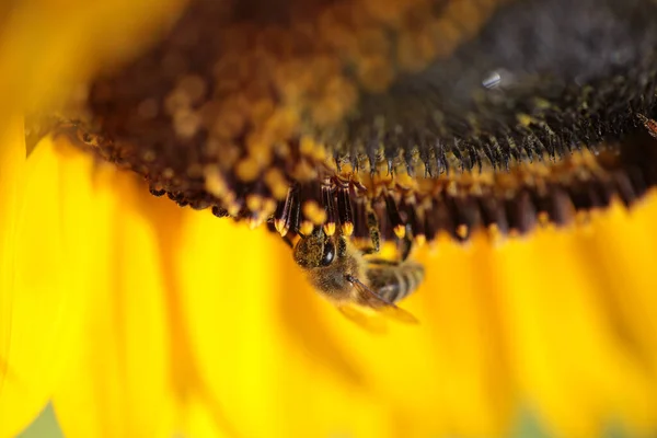 Пчелы Подсолнечнике Собирают Мед Летний Сезон Макросъемки — стоковое фото