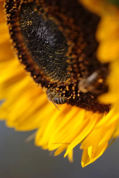 Bee Bees Sunflower Flower Collecting Honey Summer Season Macro Photography — Stock Photo, Image