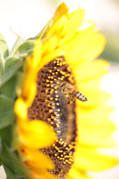 Api Fiore Girasole Raccolta Miele Nella Stagione Estiva Macro Fotografia — Foto Stock