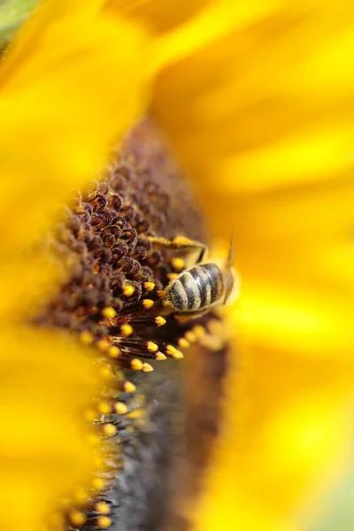 Bijen Zonnebloem Verzamelen Honing Zomerseizoen Macro Fotografie — Stockfoto