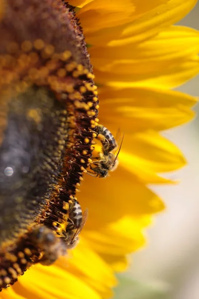 Api Fiore Girasole Raccolta Miele Nella Stagione Estiva Macro Fotografia — Foto Stock