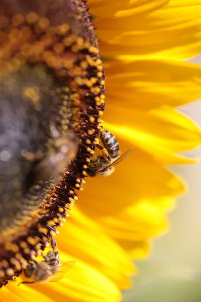 Bee Bees Sunflower Flower Collecting Honey Summer Season Macro Photography — Stock Photo, Image