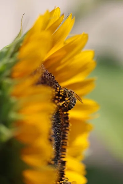 bee bees on sunflower  flower collecting honey in summer season macro photography