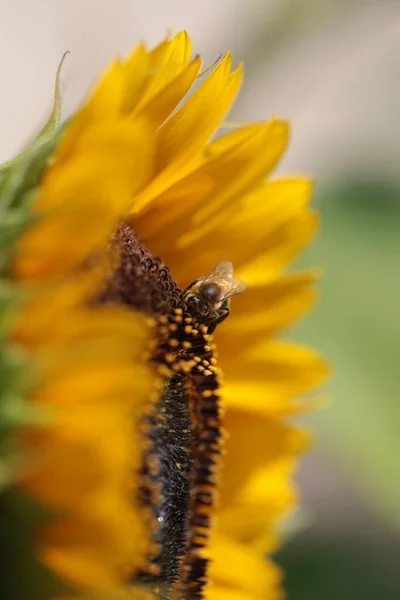 Lebah Lebah Pada Bunga Matahari Mengumpulkan Madu Musim Panas Makro — Stok Foto