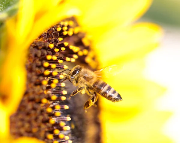 Api Fiore Girasole Raccolta Miele Nella Stagione Estiva Macro Fotografia — Foto Stock