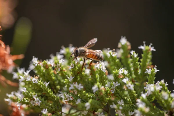 Pszczoły Słonecznikowym Kwiatku Zbierające Miód Sezonie Letnim Makro Fotografie — Zdjęcie stockowe