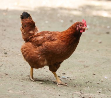 Tavuklar küçük tavukları çiftlikte pişirir.