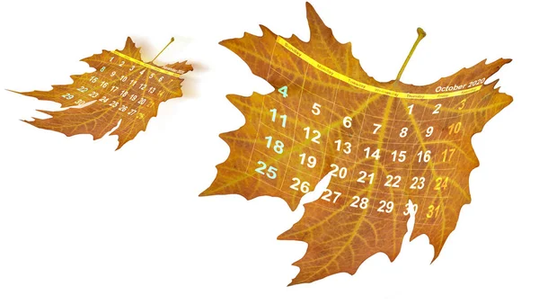 Kalender Auf Trockenem Blatt September Oktober 2020 Fliegen Isoliert Darstellung — Stockfoto