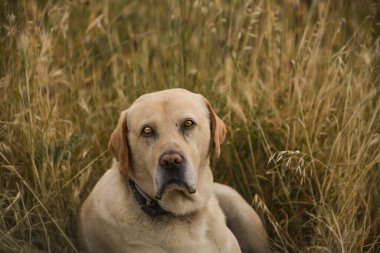 Büyük beyaz köpek yaz mevsiminde çimlerin üzerinde
