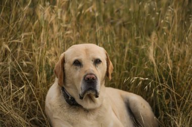 Büyük beyaz köpek yaz mevsiminde çimlerin üzerinde