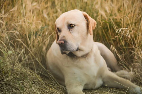 Pies Duży Biały Rano Trawie Sezonie Letnim — Zdjęcie stockowe