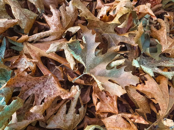 Yapraklar Sonbahar Mevsiminde Kurur — Stok fotoğraf