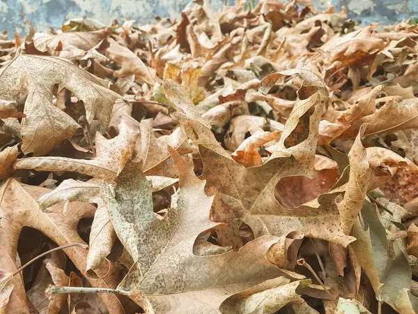 Folhas Pilha Seca Temporada Outono Para Backgroiund — Fotografia de Stock